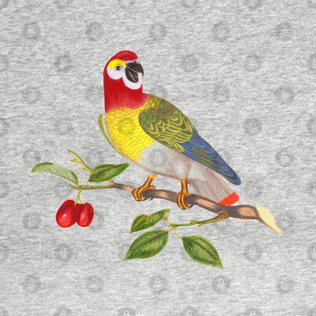 Parrot Bird Colorful Wildlife Illustration by Biophilia